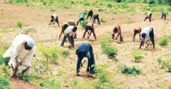 18,000 Farmers Return To Farm In Borno After 4 Years Insurgency